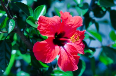 Hibiscus clipart