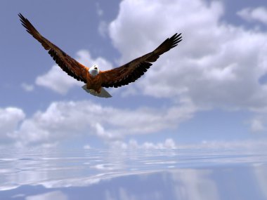 The eagle over the sea clipart