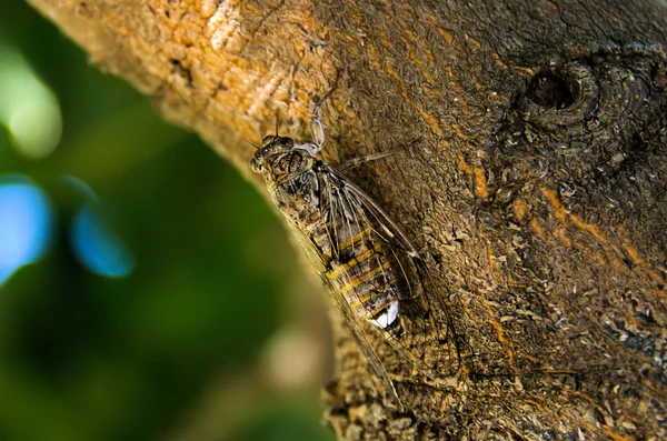 The cicada — Stock Photo, Image