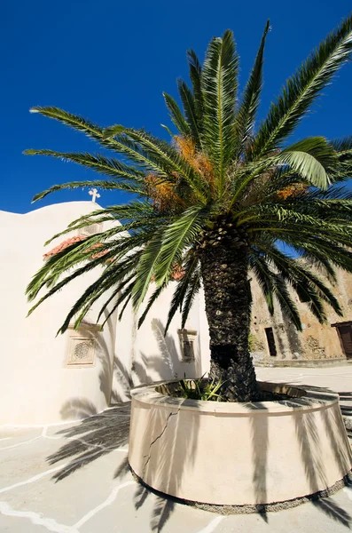 Monastery and palm tree — Stock Photo, Image