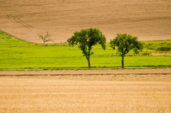 Trees in a field — Stock Photo, Image