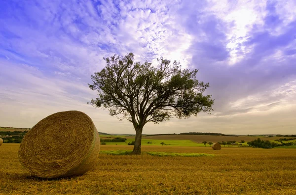 Tree and straw bale — Stock Photo, Image