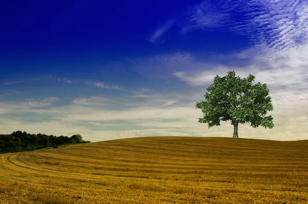 Copac într-un câmp — Fotografie, imagine de stoc