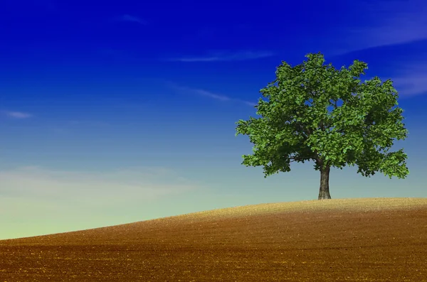 Een groene boom in een veld — Stockfoto