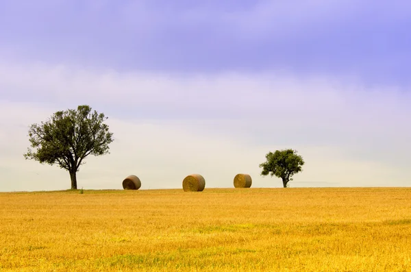 The tree and straw bales — Stock Photo, Image