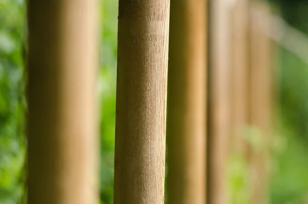 Justering av trä stakes — Stockfoto