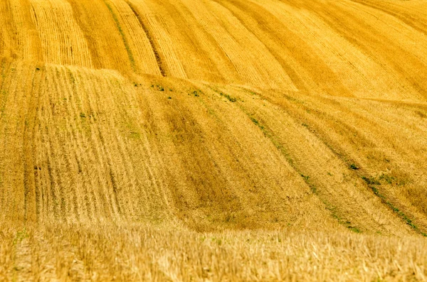 Wzgórza w polach pszenicy — Zdjęcie stockowe