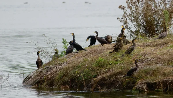 The cormorants on an island — Stock Photo, Image