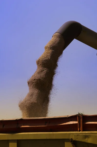 Збирання і транспонування зерна пшениці — стокове фото