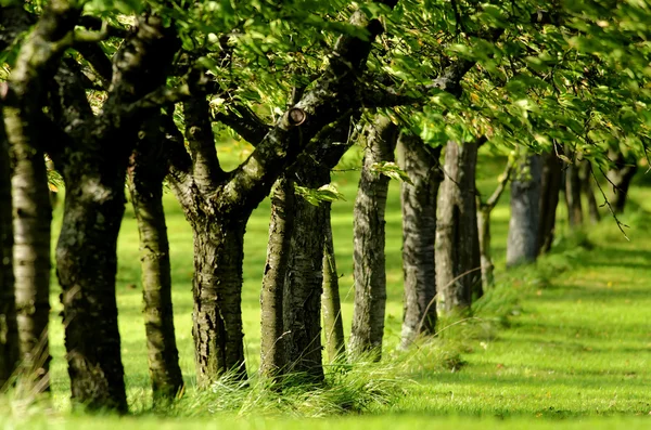 Een lijn van bomen blad groen — Stockfoto