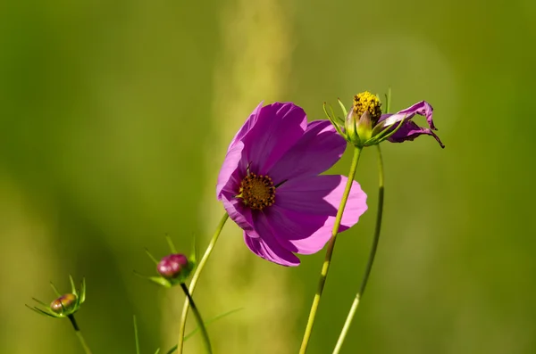 Fialový květ — Stock fotografie