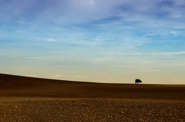 The little tree lost in the fields — Stock Photo, Image