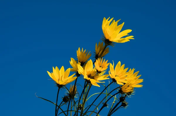 Flores amarelas e céu azul — Fotografia de Stock