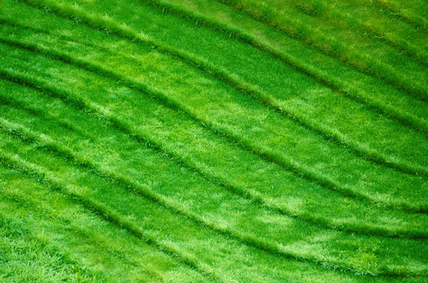 Yeşil çimlerde dalgalar — Stok fotoğraf
