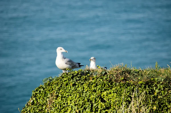 Nest of a seagull — Stock Photo, Image