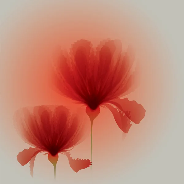 赤いケシの花 — ストックベクタ