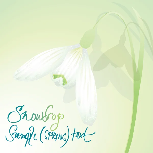 Flower SNOWDROP — Stock Vector