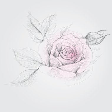 ROSE sketch clipart