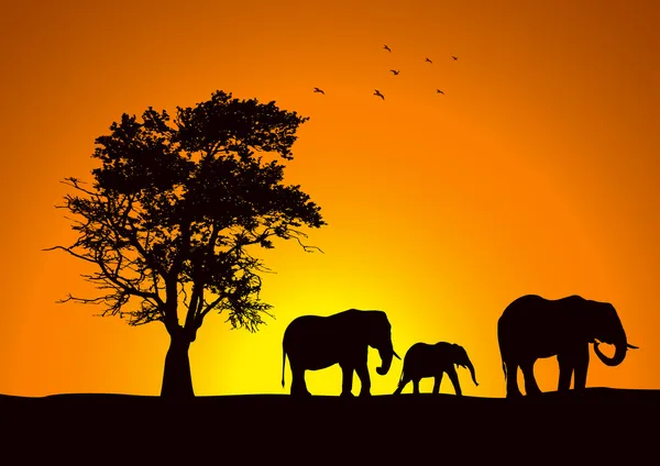 Silhouette d'éléphants — Image vectorielle