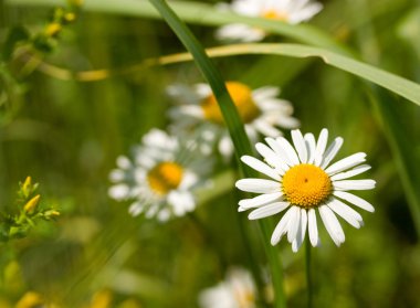 Chamomiles
