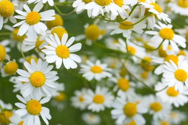 Stock image Camomiles