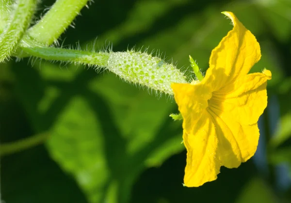 stock image Young cucumber