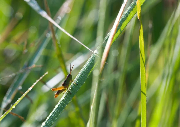 Locust çimenlerin üzerinde — Stok fotoğraf