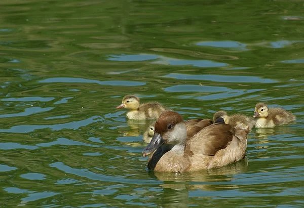 stock image Duckling