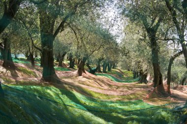 Olive grove