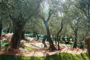 Olive grove