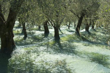 Olive grove