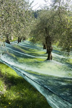 Olive grove