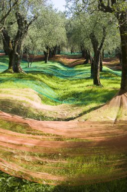 Olive grove