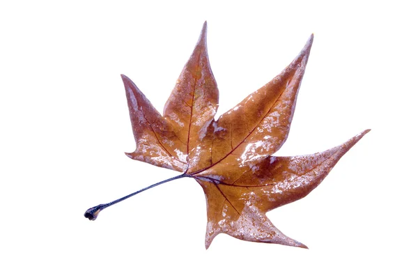 Autumn leave — Stock Photo, Image