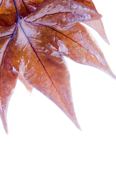 Autumn leave — Stock Photo, Image