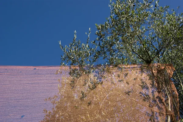 Măslini — Fotografie, imagine de stoc