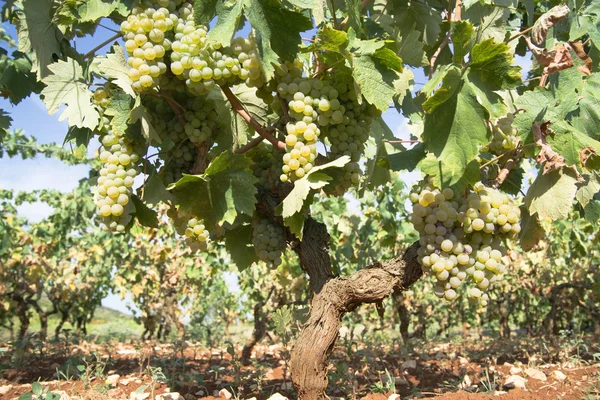 Wiersze winorośli — Zdjęcie stockowe