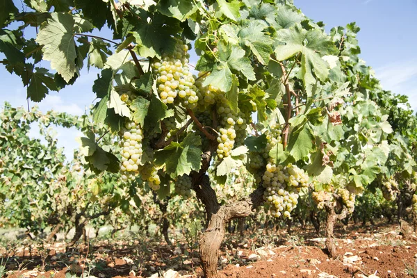 Wiersze winorośli — Zdjęcie stockowe