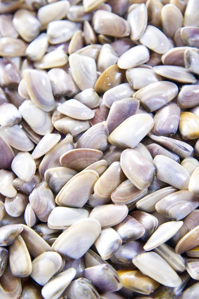 Seafood, clams — Stock Photo, Image