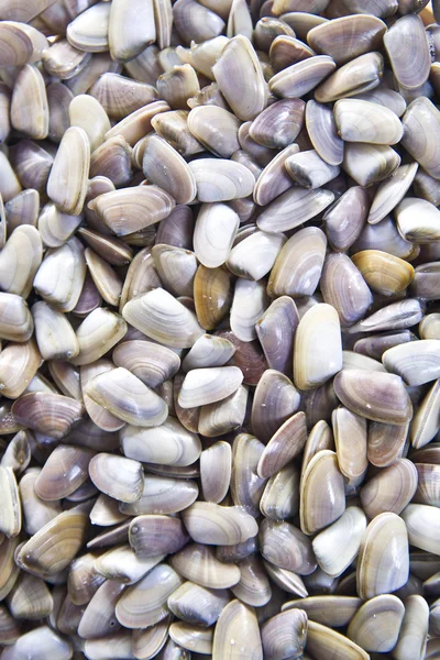 Seafood, clams Stock Image