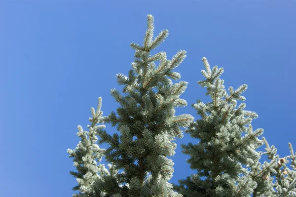 Spruce tree — Stock Photo, Image