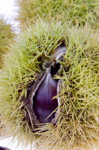 stock image Chestnut