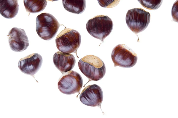 Chestnut — Stock Photo, Image