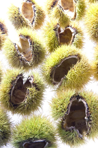 Castanha — Fotografia de Stock