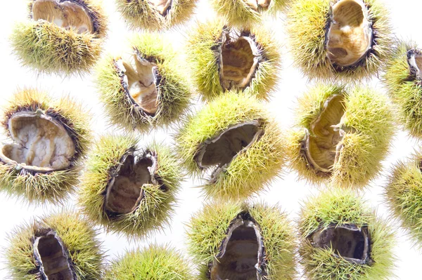 Castanha — Fotografia de Stock