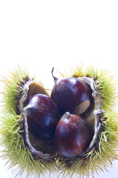 stock image Chestnut