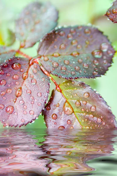 stock image Dew on leaf