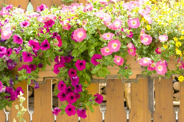 stock image Flowers in Valle d'Aosta Italy