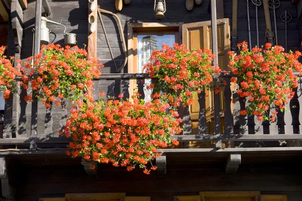 Blommor i Valle d'Aosta Italien — Stockfoto