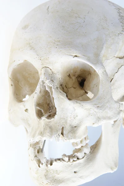 Menselijke anatomie schedel — Stockfoto